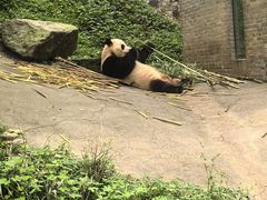 -都江堰中华大熊猫苑