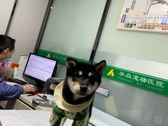 -半岛宠物医院24小时(科华中路店)