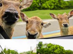 -常州淹城野生动物世界