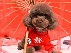 -读宠于你·约克夏比熊·睫角守宫·爬宠售卖(高新店)