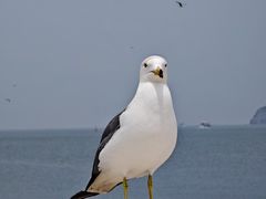 -海驴岛(荣成市)