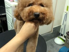 -小尾巴宠物店(万科·金域华庭店)