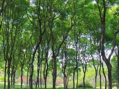 -东升八家郊野公园