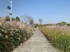 -羊山湖公园