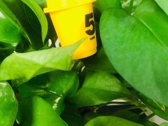 -红宝石·鲜奶小方·海派西点房(控江店)