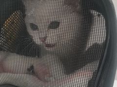 -关爱宠物医院·猫科中心·消化科(滨湖万达分院)