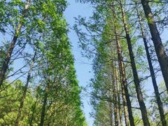 -昆山城市生态森林公园