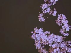 -鸡鸣寺