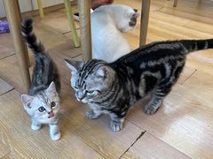 -猫咪派对(江南西店)