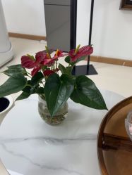 -薇兰专业脱毛连锁机构