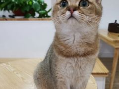 -李小姐の猫咖啡馆(五角场店)