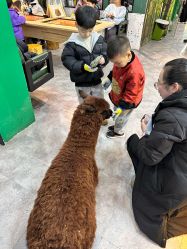 点击看大图 -神奇动物撸宠馆·羊驼·小浣熊·异宠(豫园店)