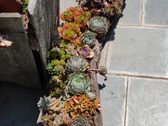 -寂照庵