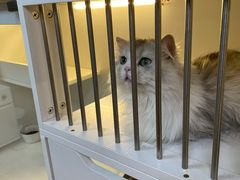 -十月米努特矮脚猫舍