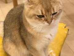 -Let's go狗咖·猫咖·奶狗·桌游(春熙路IFS店)
