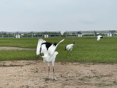 -盐城丹顶鹤湿地生态旅游区