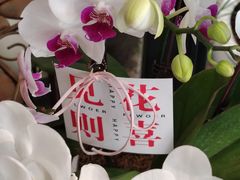 -溪岸路花鸟市场