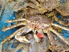 -盒马鲜生(大成店)