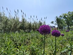 -杭州湾海上花田景区