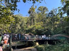 -西双版纳原始森林公园