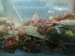 -77号渔船·蒸海鲜青岛菜(积米崖店)