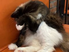 -豆逗聊愈猫阁Easy Life
