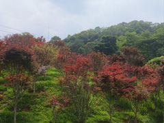 -广州市帽峰山景区