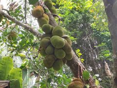 -中国科学院西双版纳热带植物园