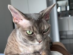 -美联众合动物医院·24h转诊中心