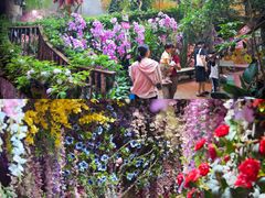 -正佳雨林生态植物园