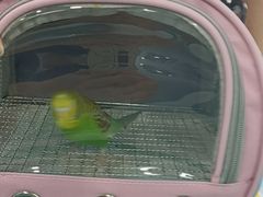 -博特宠物医院24h犬猫全科.骨科·异宠
