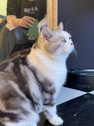 -众刺纹画·纹身·穿孔饰品·海娜定制