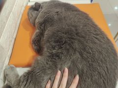-平行世界·猫咖(首经贸店)