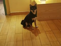 -喜柴咖啡·柴犬狗咖