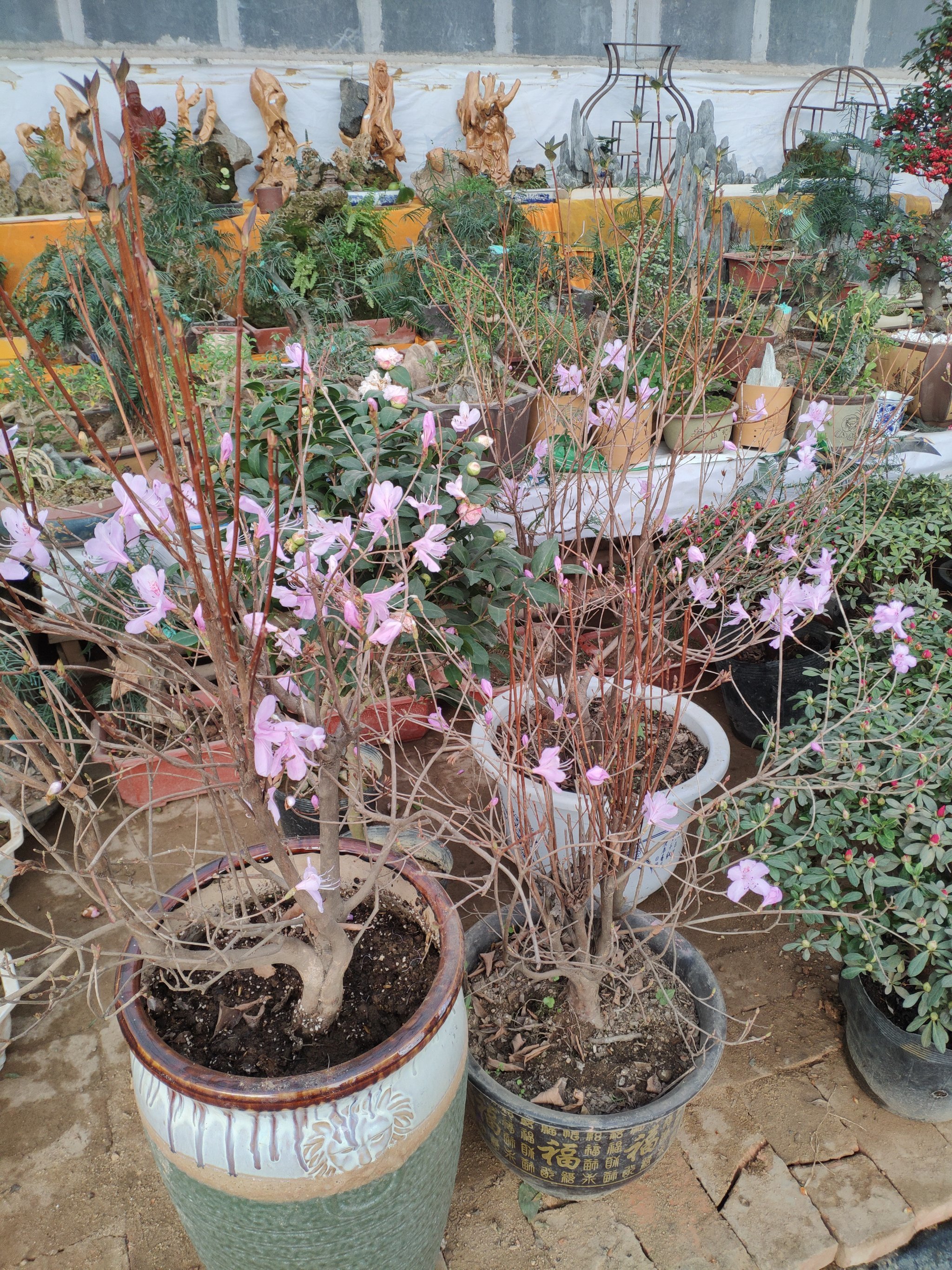 雁锦花卉市场拆了以后