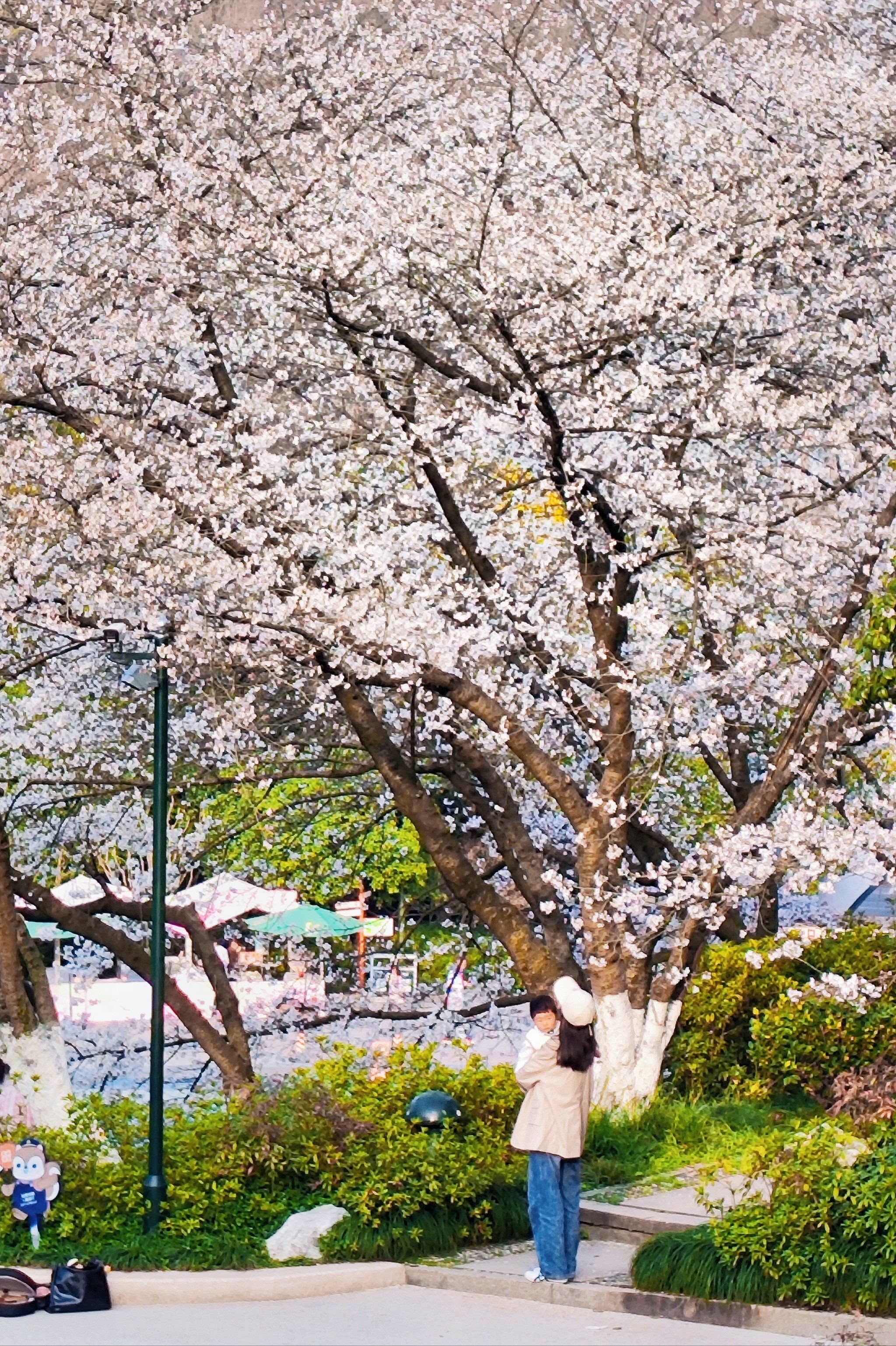 少年儿童公园樱花94开了!拾阶而上,落英缤纷!美的像童话!