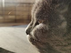 -创凡宠物医院·骨专科  猫科中心(西乡分院)
