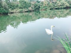 -黄龙溪欢乐田园