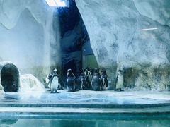 -北戴河圣蓝海洋公园