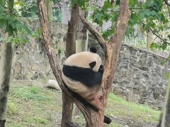 -都江堰中华大熊猫苑