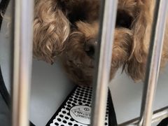 -美联众合动物医院·24h京西诊疗中心