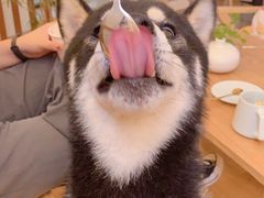 -柴犬小屋·柴餐厅·狗咖食堂(金鼎广场店)