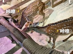 -正佳雨林生态植物园