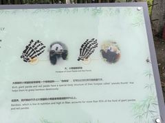 -都江堰中华大熊猫苑
