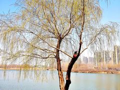 -丁香湖公园