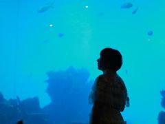 -海棠湾洲际-涛·海底餐厅·美人鱼·自助餐·海底隧道