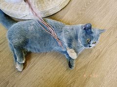 -柯斗斗主题餐厅·狗咖·围炉煮茶·茶饮(国瑞升平里店)