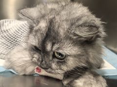 -艾吉宠物医院·疑难杂症转诊中心·猫友好(碧江路院)