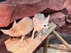 -Zoolung Zoolung动物主题公园(海信广场店)