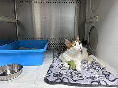 -美联众合动物医院·24h转诊中心